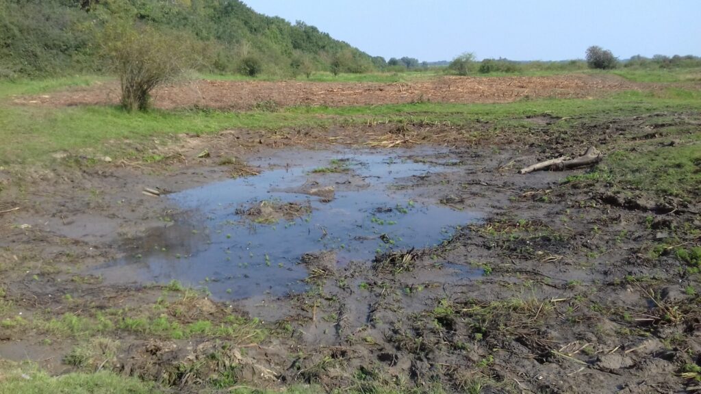 Top Hertfordshire Dragonfly Site Criminally Destroyed