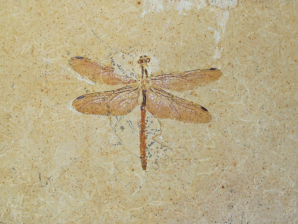 Meet Cephalozygoptera! The newly described, and sadly extinct, Odonata suborder