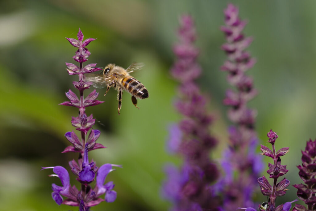 Defra may approve controversial neonicotinoid