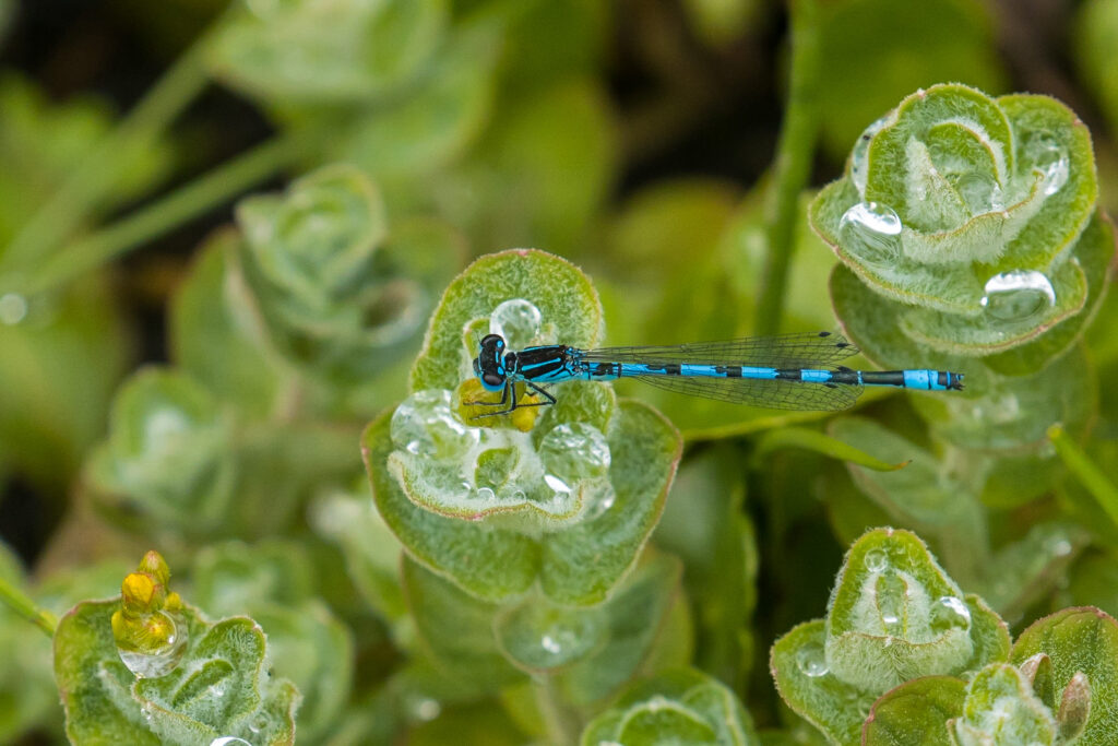 Southern Damselfly habitat restoration in Pebblebed Heathlands