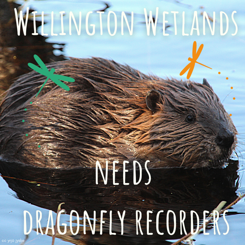 Dragonfly recorders needed! Willington Wetlands, Derbyshire