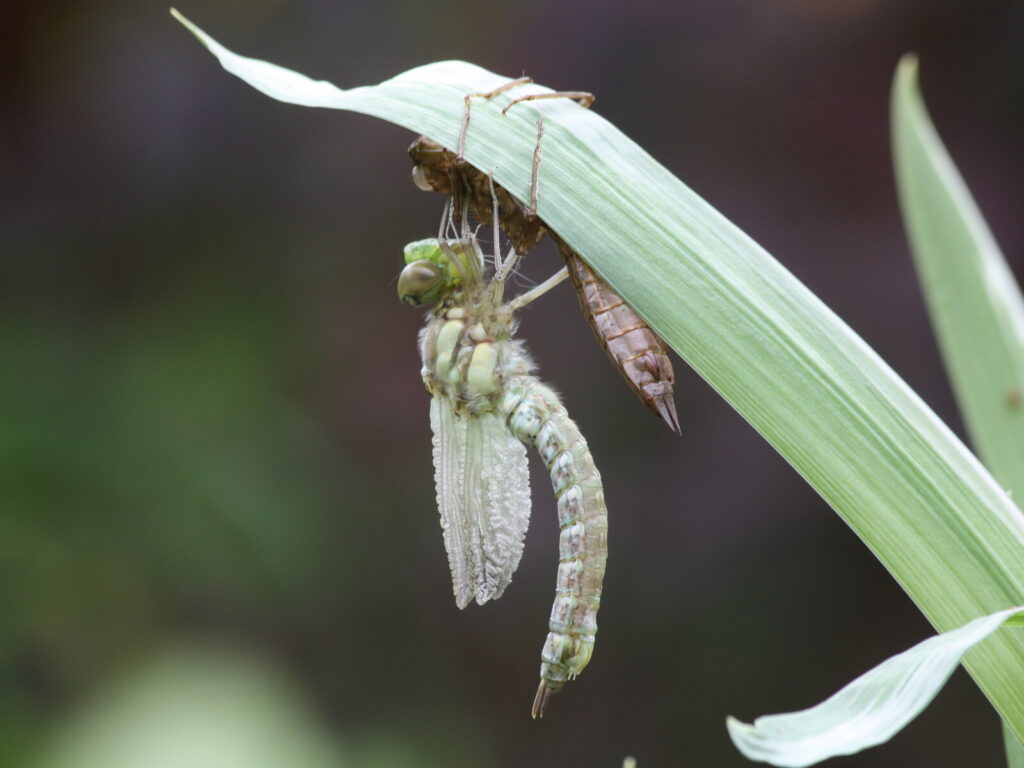 Study shows neonicotinoid water pollution drives decline in dragonfly emergence