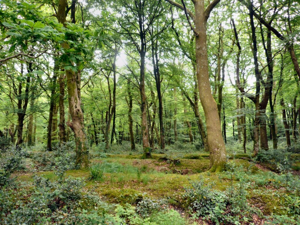 The National Forest for Wales