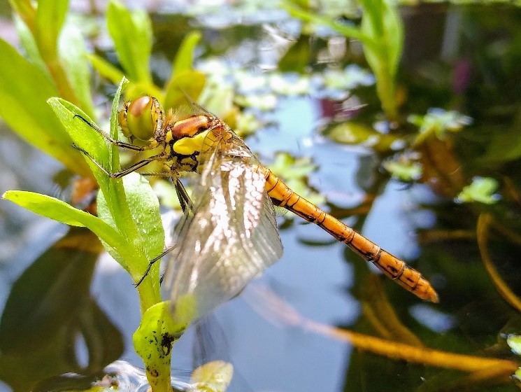 Pond Ponderings – from a NEW writer, Gareth Harbottle in Newark, Nottinghamshire