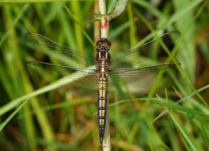 A Keeled Skimmer in Monmouthshire, photographed by Richard Clarke in 2022