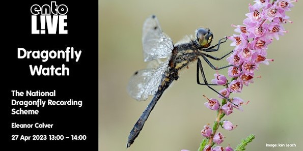 Introduction to the National Dragonfly Recording Scheme