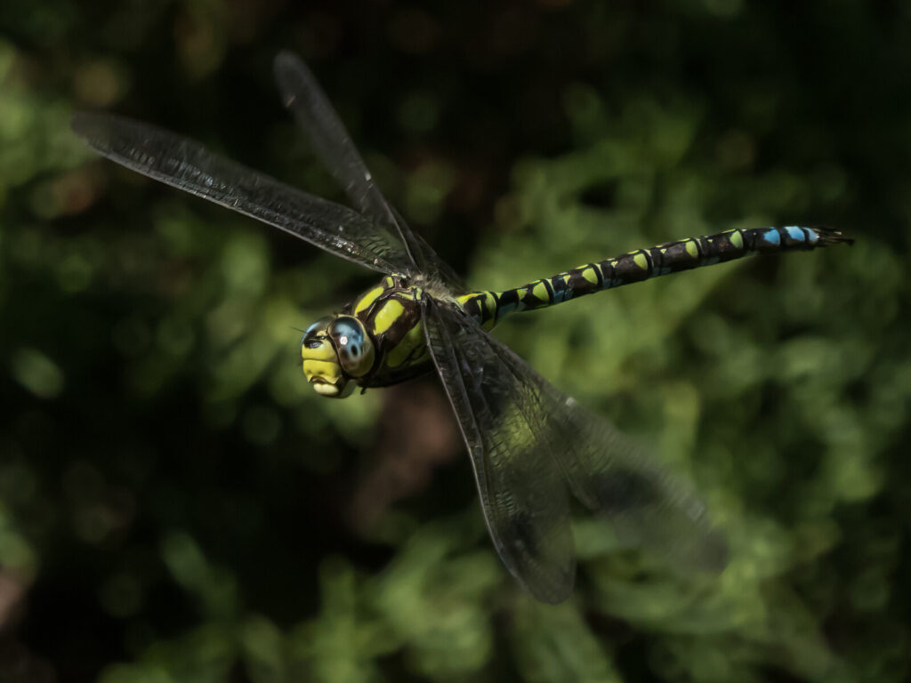 Dragonfly Hotspot: Exbury Gardens update – by Juliet Bloss