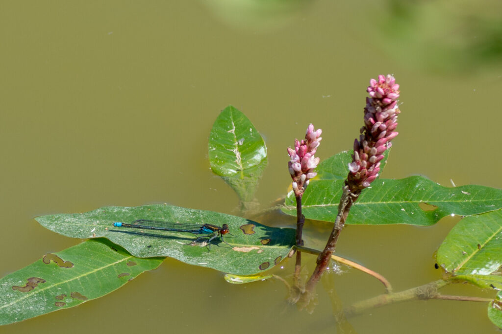 Report on Dragonflies in Oxfordshire
