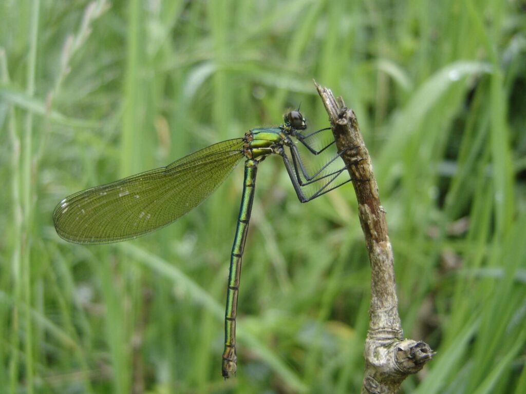 Dragonfly Conservation Group – Statisticians Needed