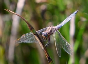 A Keeled Skimmer in Monmouthshire, photographed by Richard Clarke in 2022