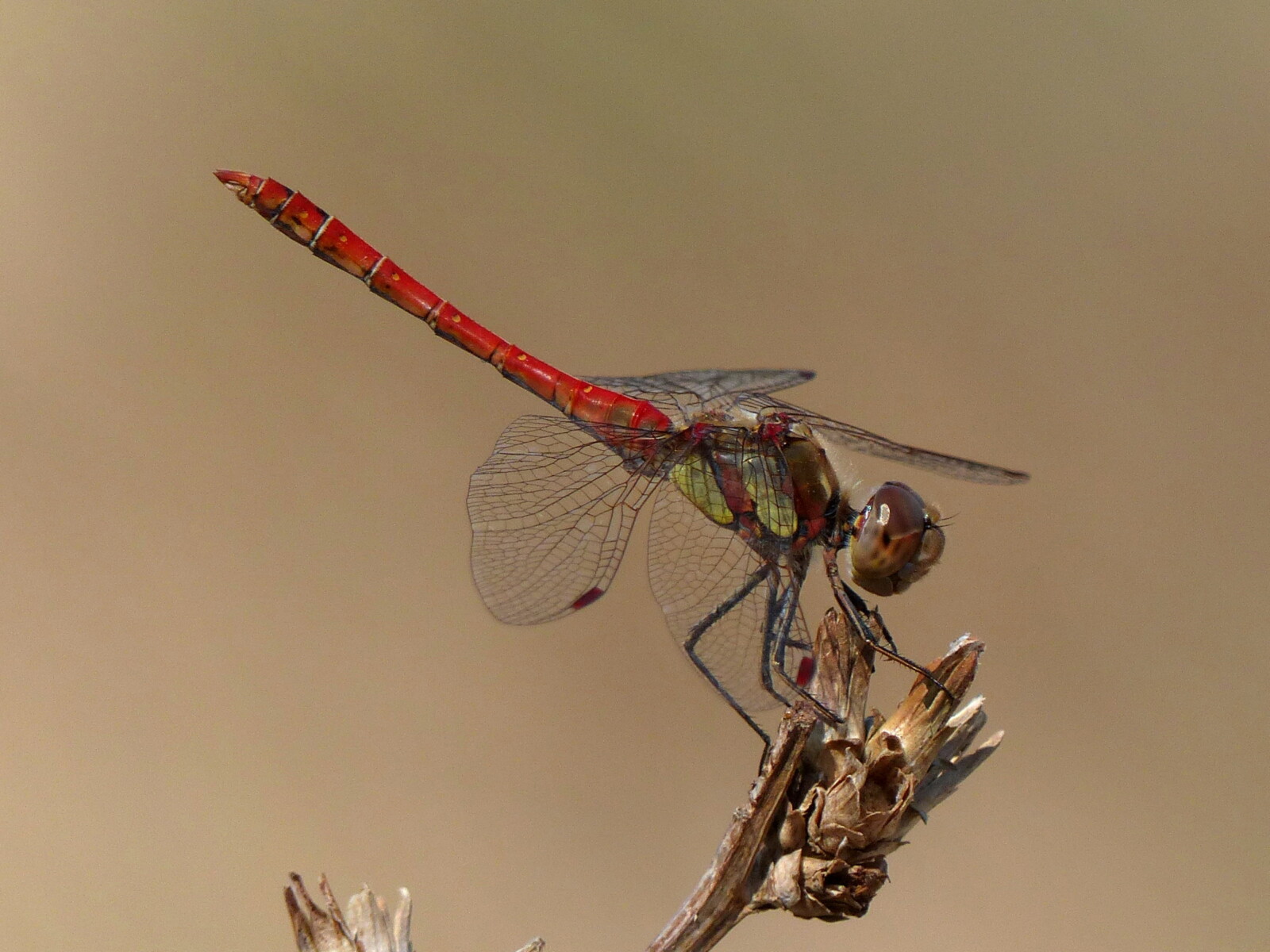 Common Darter Sympetrum striolatum m P1000718 Dave Smallshire