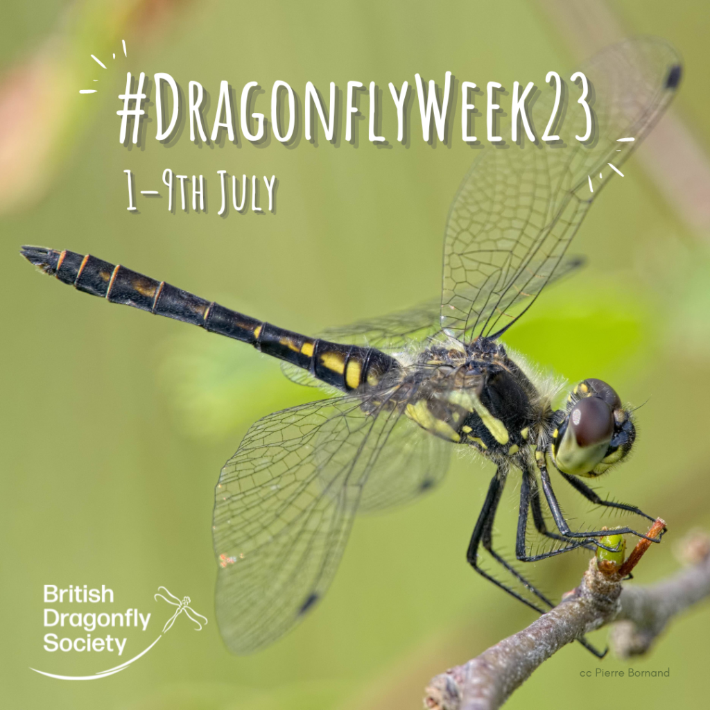 Dragonfly Week started this weekend! How to take part. . .