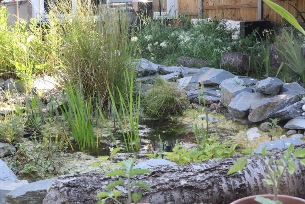 Pond Ponderings – An Emerging Story!