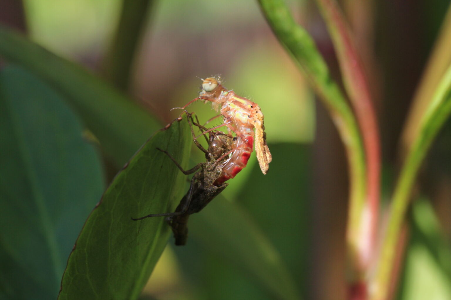 Pond Ponderings Whiskey Barrel Pond British Dragonfly Society