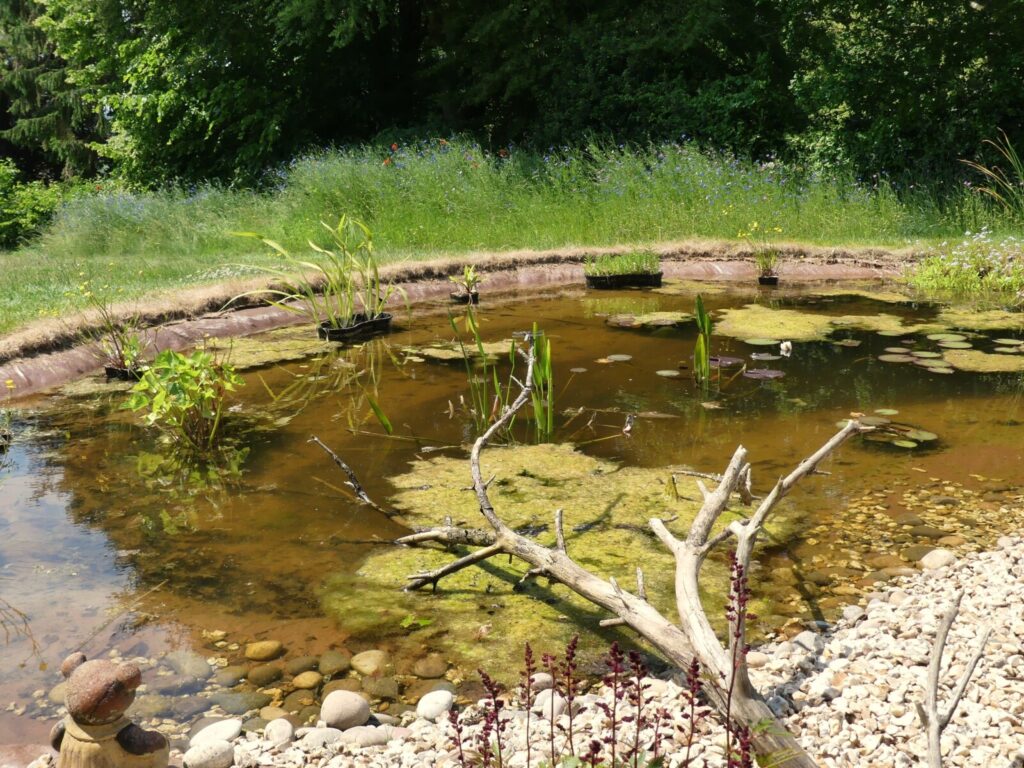 Pond Ponderings – The Bigger the Better