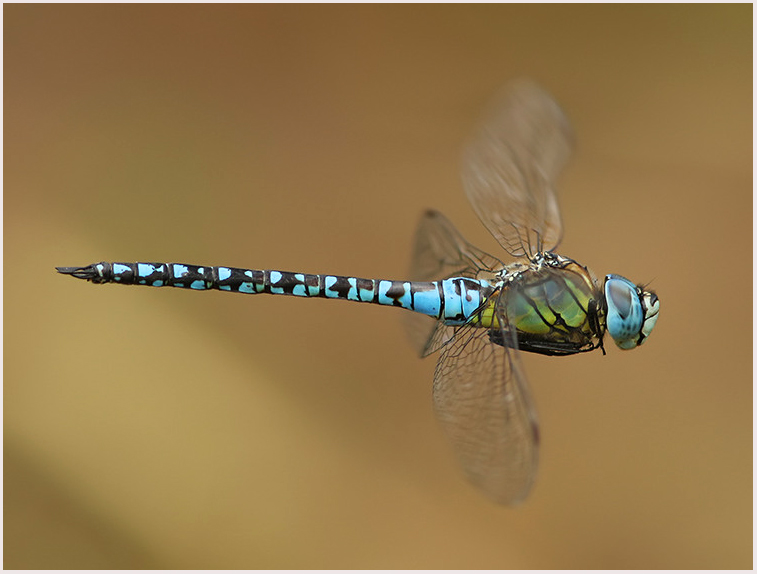 Photographing Dragonflies – top tips by a County Dragonfly Recorder