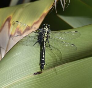 Common Clubtail in Govilon in 2023