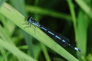 Variable Damselfly on the Gwent Levels in 2023