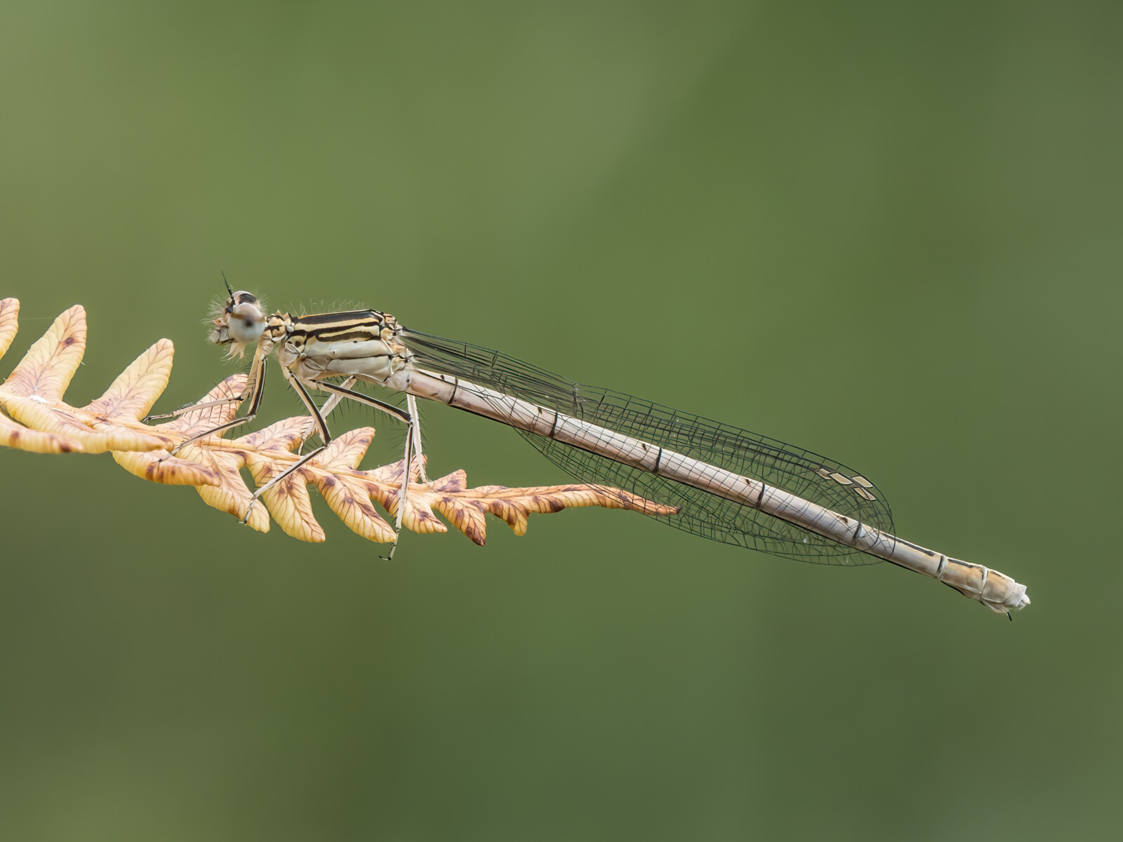 Photo Competition - British Dragonfly Society