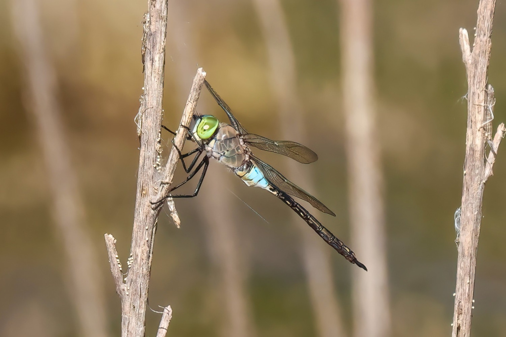 A Lesser Emperor at Wentwood reservoir in July 2023, photographed by Lee Gregory