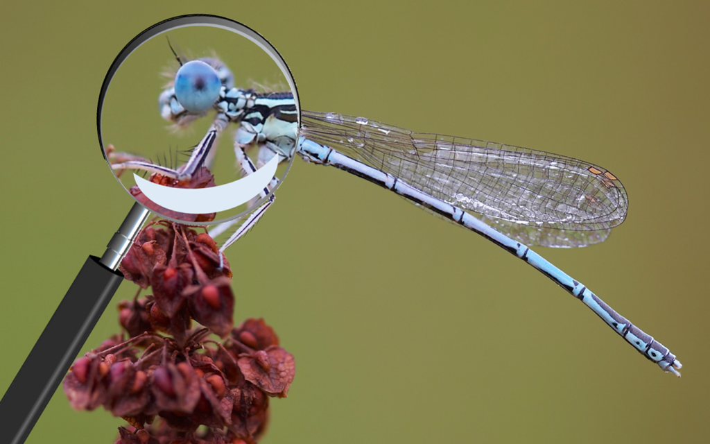 Read the White-legged Damselfly Investigation final report