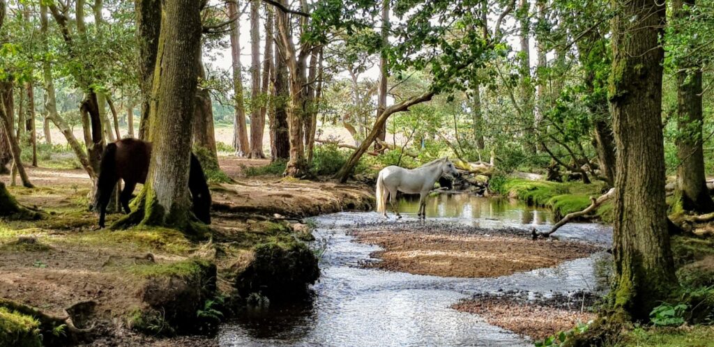 Study finds pollution from flea treatment in the New Forest pools