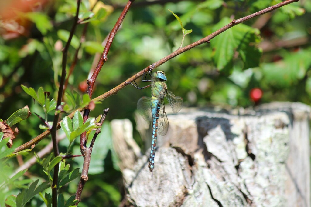 A Southern Migrant Hawker at Goldcliff in 2023, photographed by Phil James