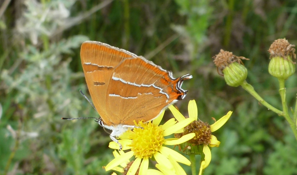 Brown Hairstreak butterfly at Wildwood, Cranleigh