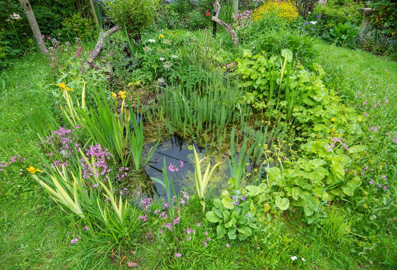 Pond Ponderings - Mass Emergence - British Dragonfly Society