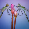 2025 Dragonfly Photo Calendar - Image 14
