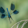 Banded demoiselle in flight