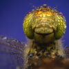 2025 Dragonfly Photo Calendar - Image 11
