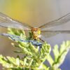 2025 Dragonfly Photo Calendar - Image 10