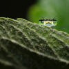 2025 Dragonfly Photo Calendar - Image 9