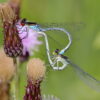2025 Dragonfly Photo Calendar - Image 8