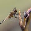 2025 Dragonfly Photo Calendar - Image 7