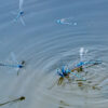 2025 Dragonfly Photo Calendar - Image 6