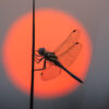 2025 Dragonfly Photo Calendar - Image 4
