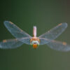 2025 Dragonfly Photo Calendar - Image 3
