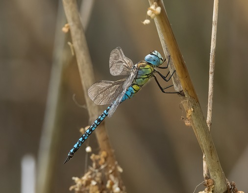 Southern Migrant Hawker at Goldcliff in 2024