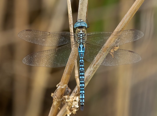 Southern Migrant Hawker at Goldcliff in 2024