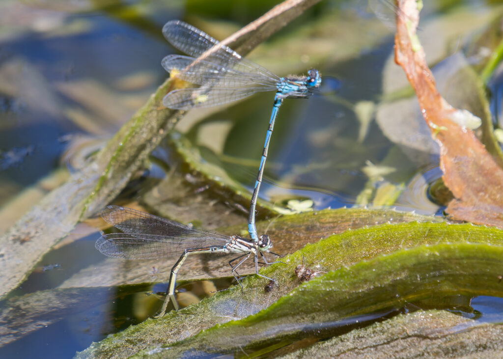 Variable Damselfly ovipositing records