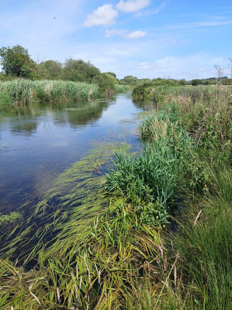 Conservation Concerns for the Southern Damselfly Along the River Test