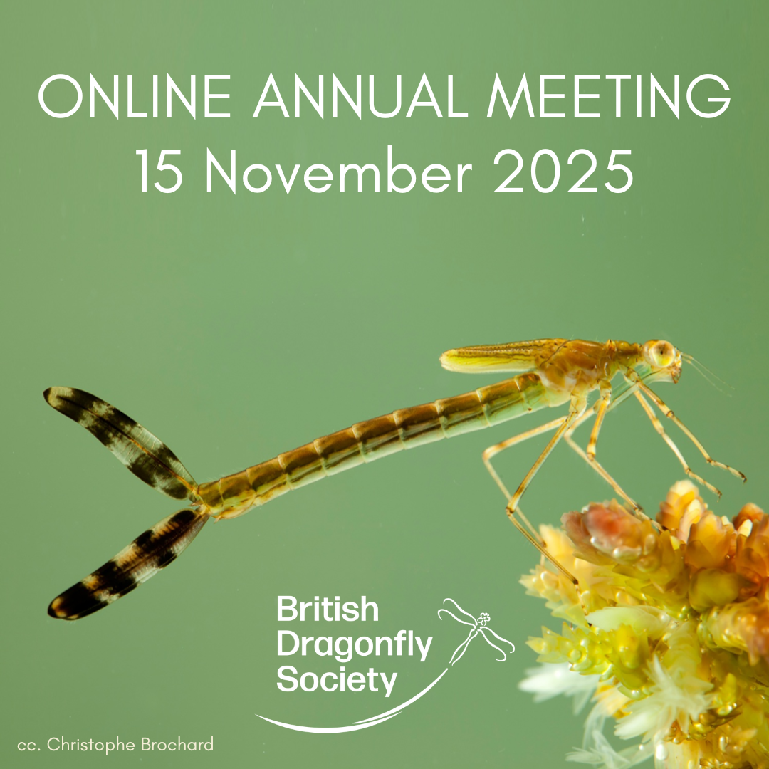ONLINE ANNUAL MEETING