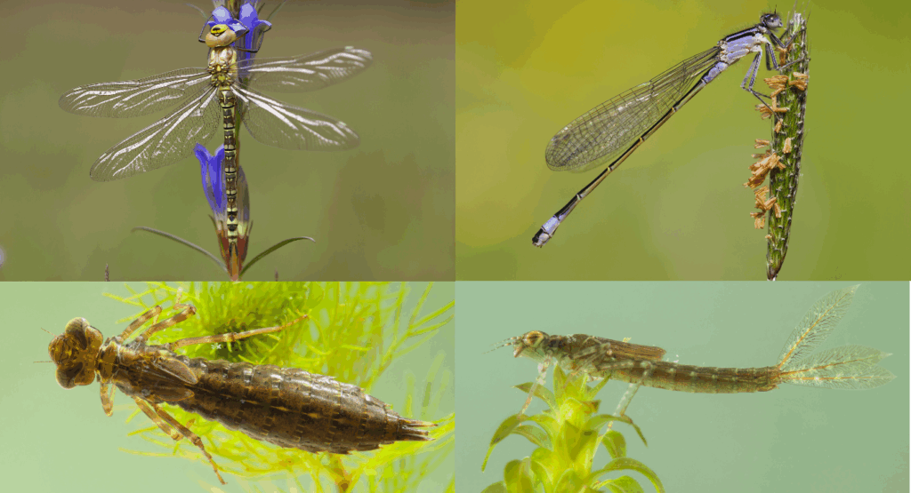 Annual Meeting 2025 -watch back on Youtube