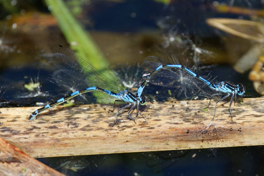 Variable Damselfly Photography Competition Results