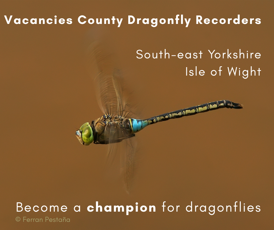 Vacancies: County Dragonfly Recorders. South-east Yorkshire and the Isle of Wight