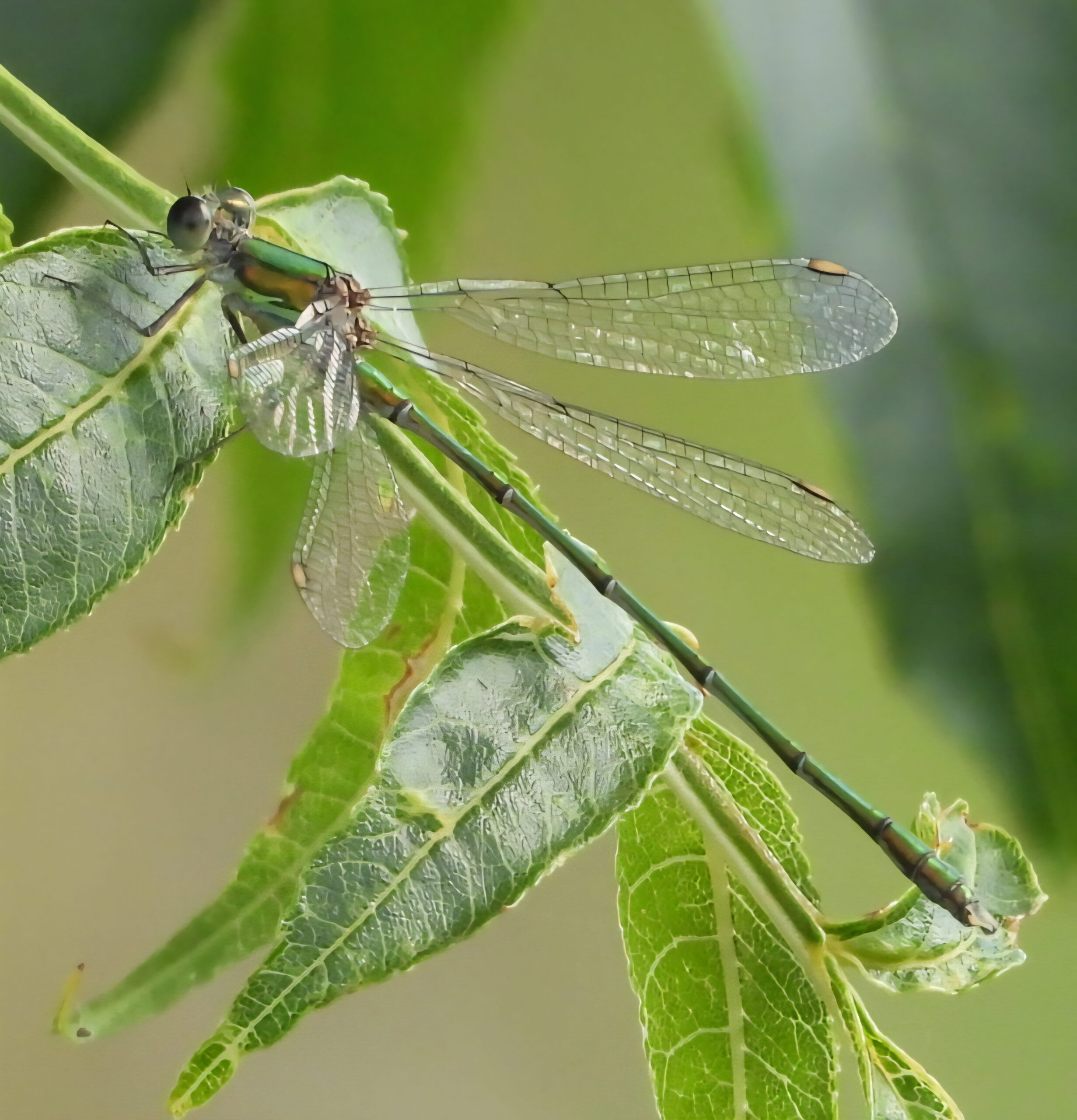 A Willow Emerald at Monks Ditch near Goldcliff, 21 August 2025, by Paul Grennard