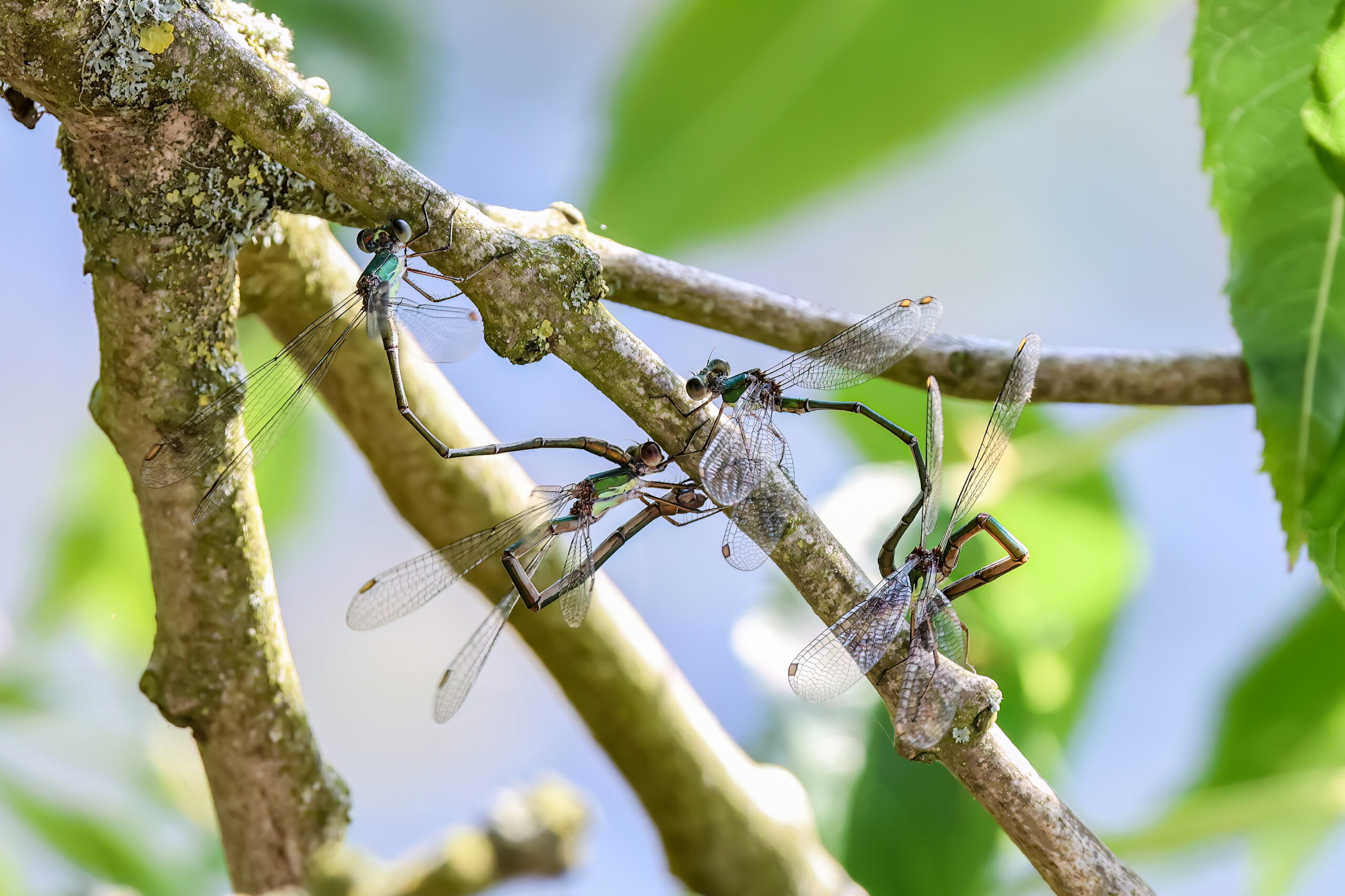 Willow Emeralds near Goldcliff, 22 August 2025, Lee Gregory
