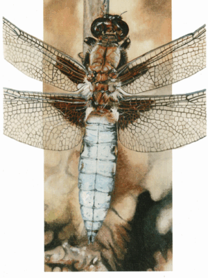 Broad-bodied Chaser Greeting Card